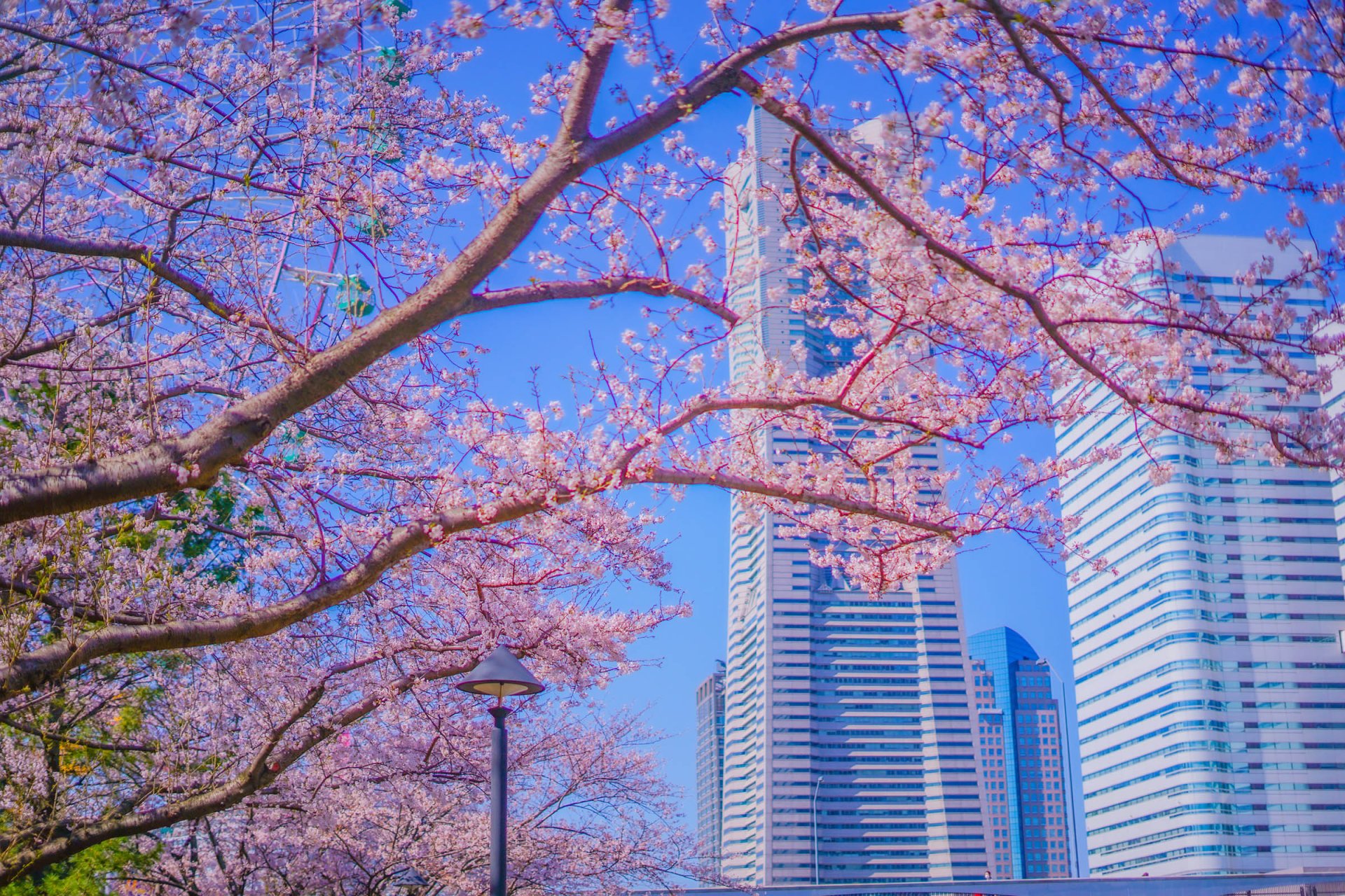 Météo et Saisons à Tokyo : Quand Partir ? 🌏