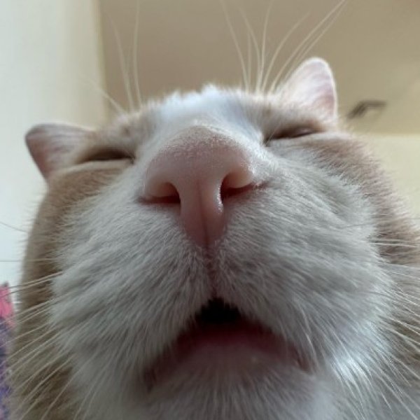 Profil de Boonraksa