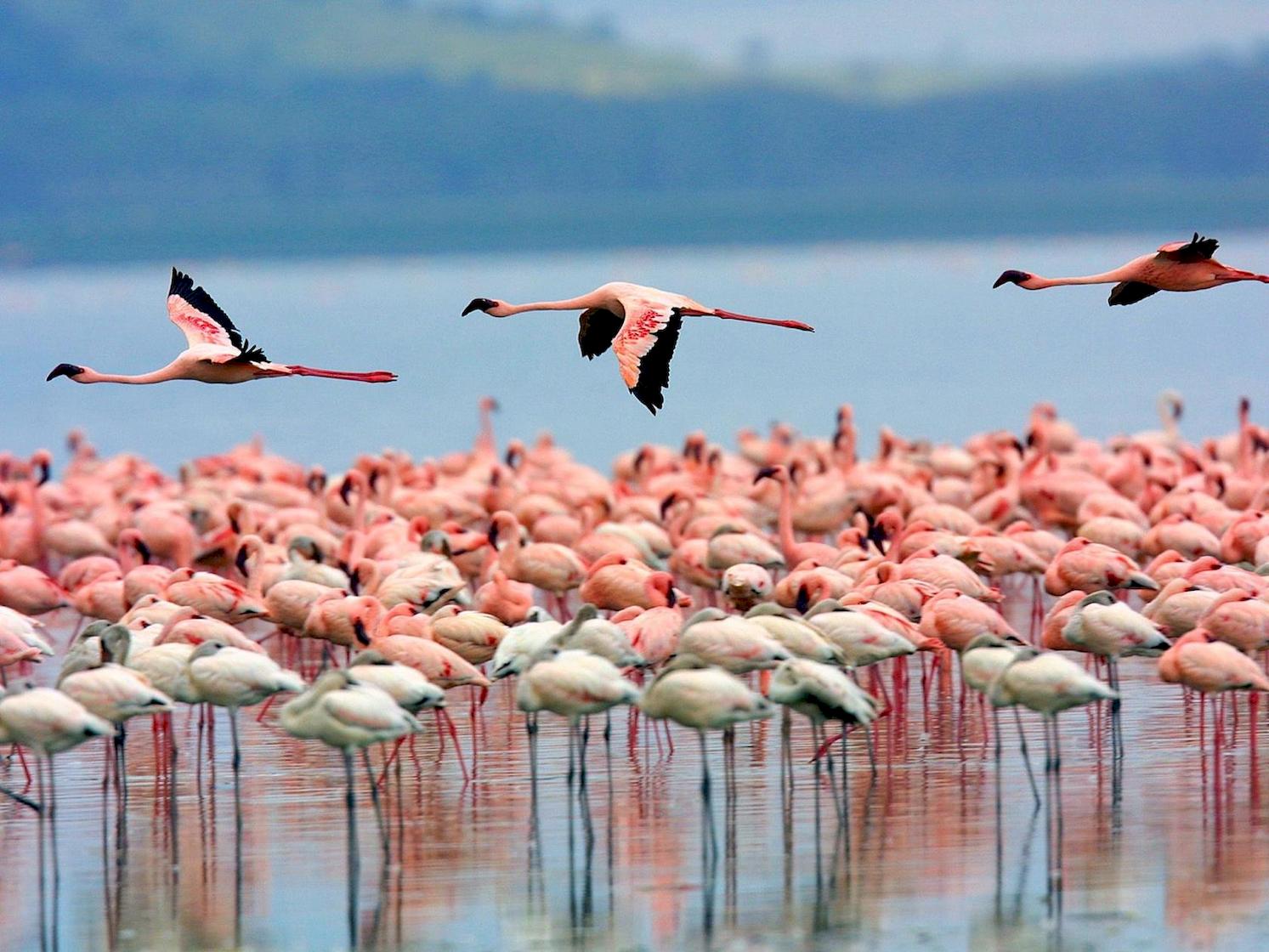 Nakuru, Kenya