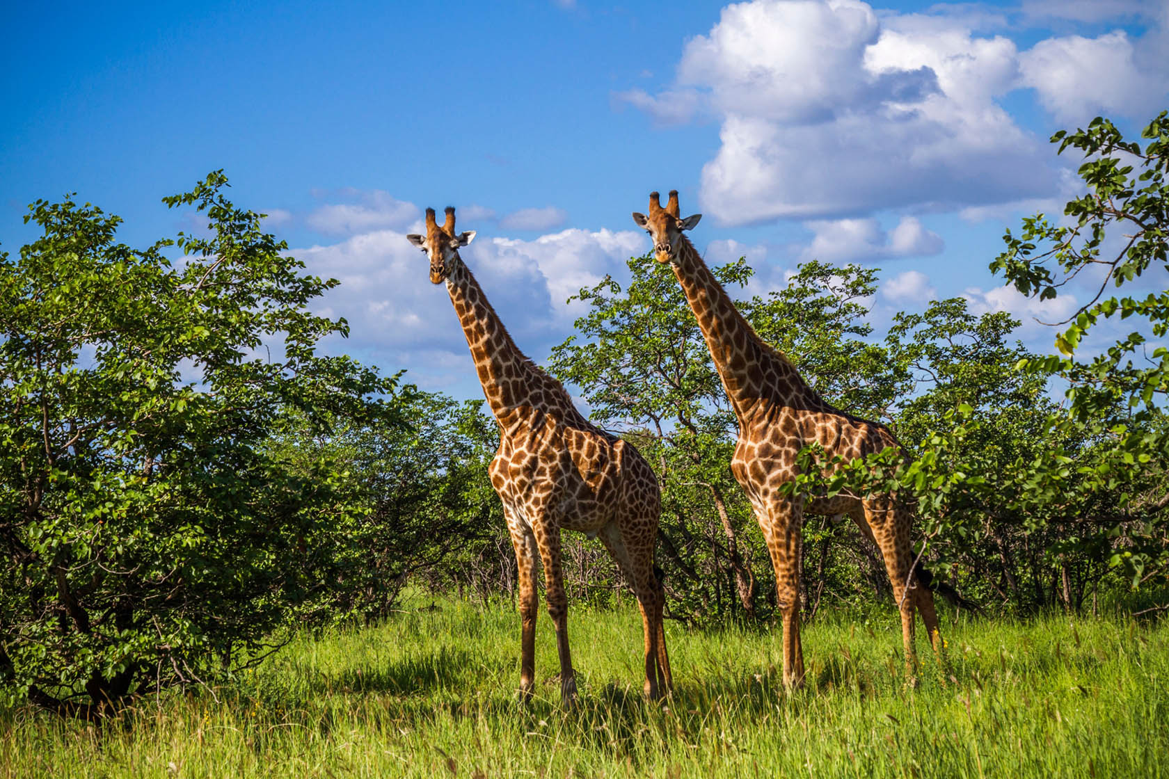 Guide francophone sur Kenya