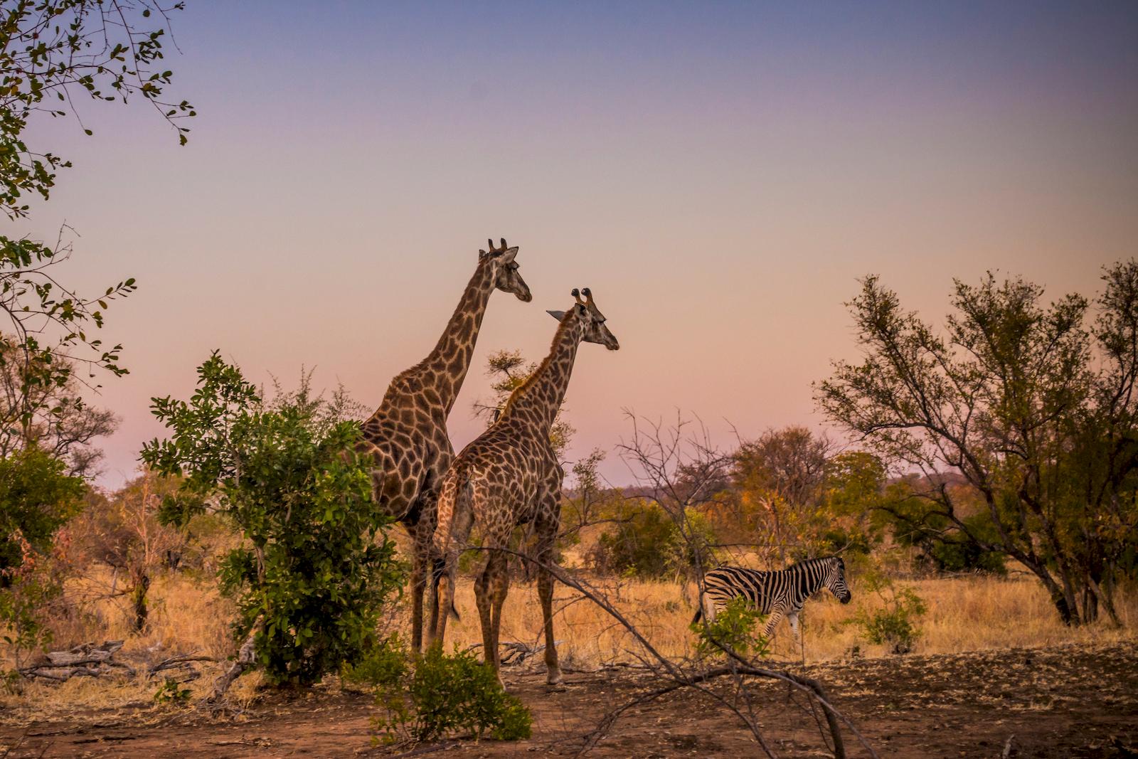 Guide francophone sur Afrique du Sud
